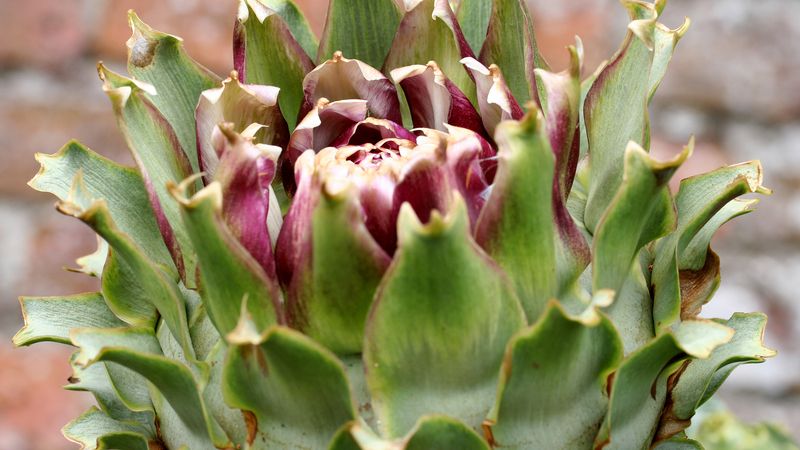 Artichoke